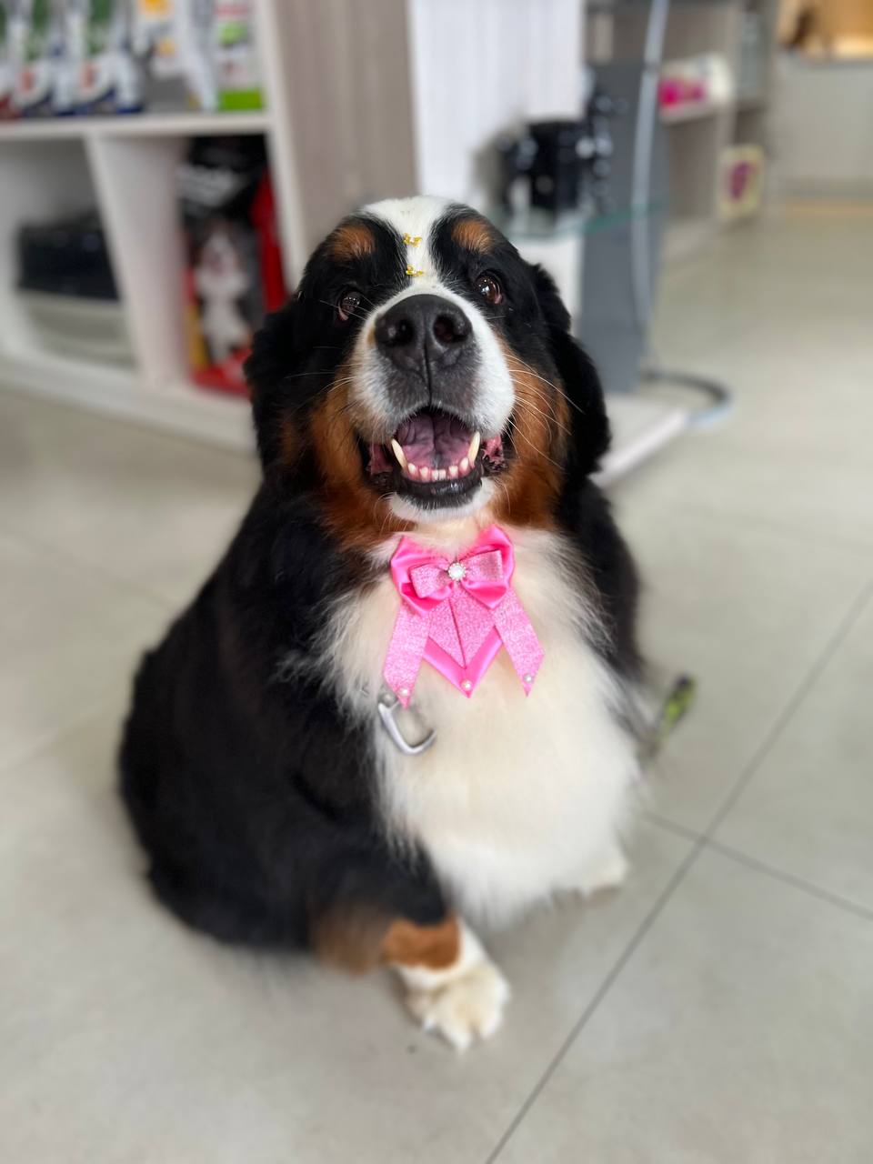 Pet feliz após o banho na Pet Store